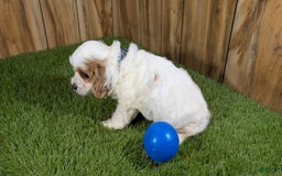 Cavapoo dogs for sale: Fiona Boy 1 - Image 3