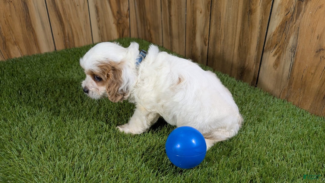 Cavapoo dogs for sale: Fiona Boy 1 - Image 3