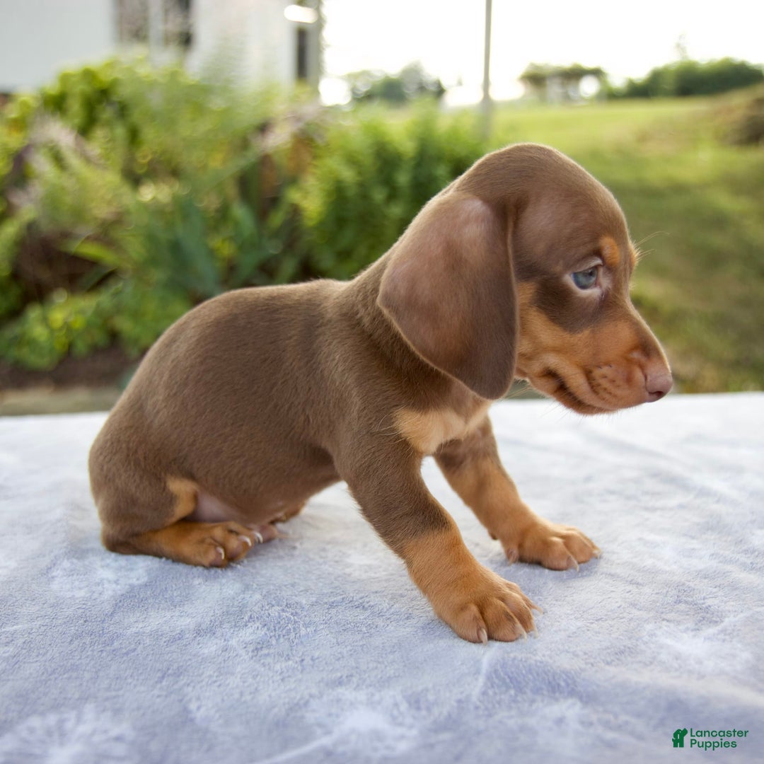Miniature Dachshund dogs for sale: Frisco - Image 3