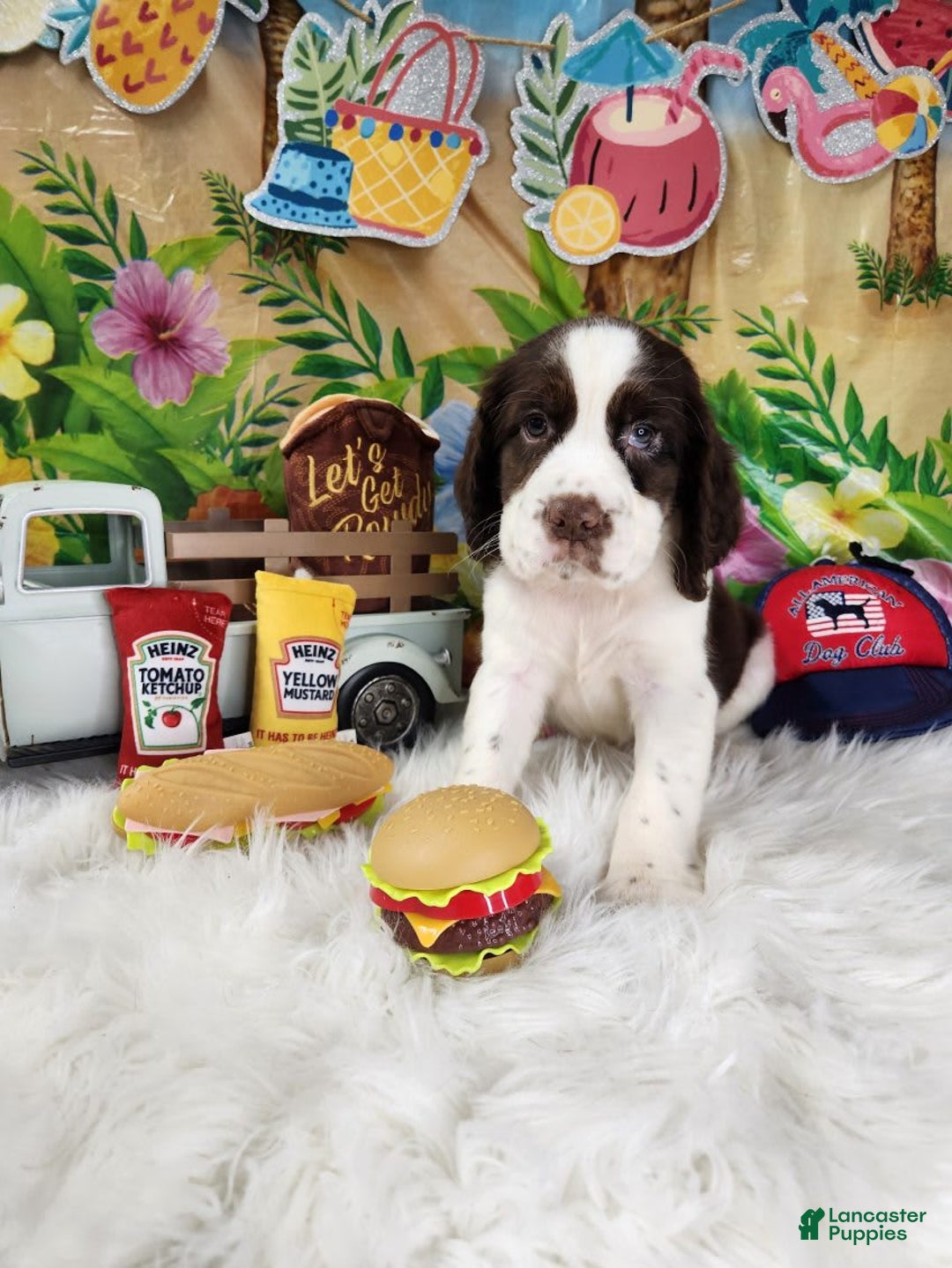 English Springer Spaniel dogs for sale: Mr Pibb - Image 2