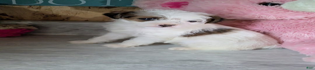 Rosie