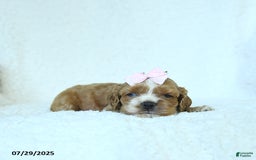 Cocker Spaniel dogs for sale: Sophie - Image 4