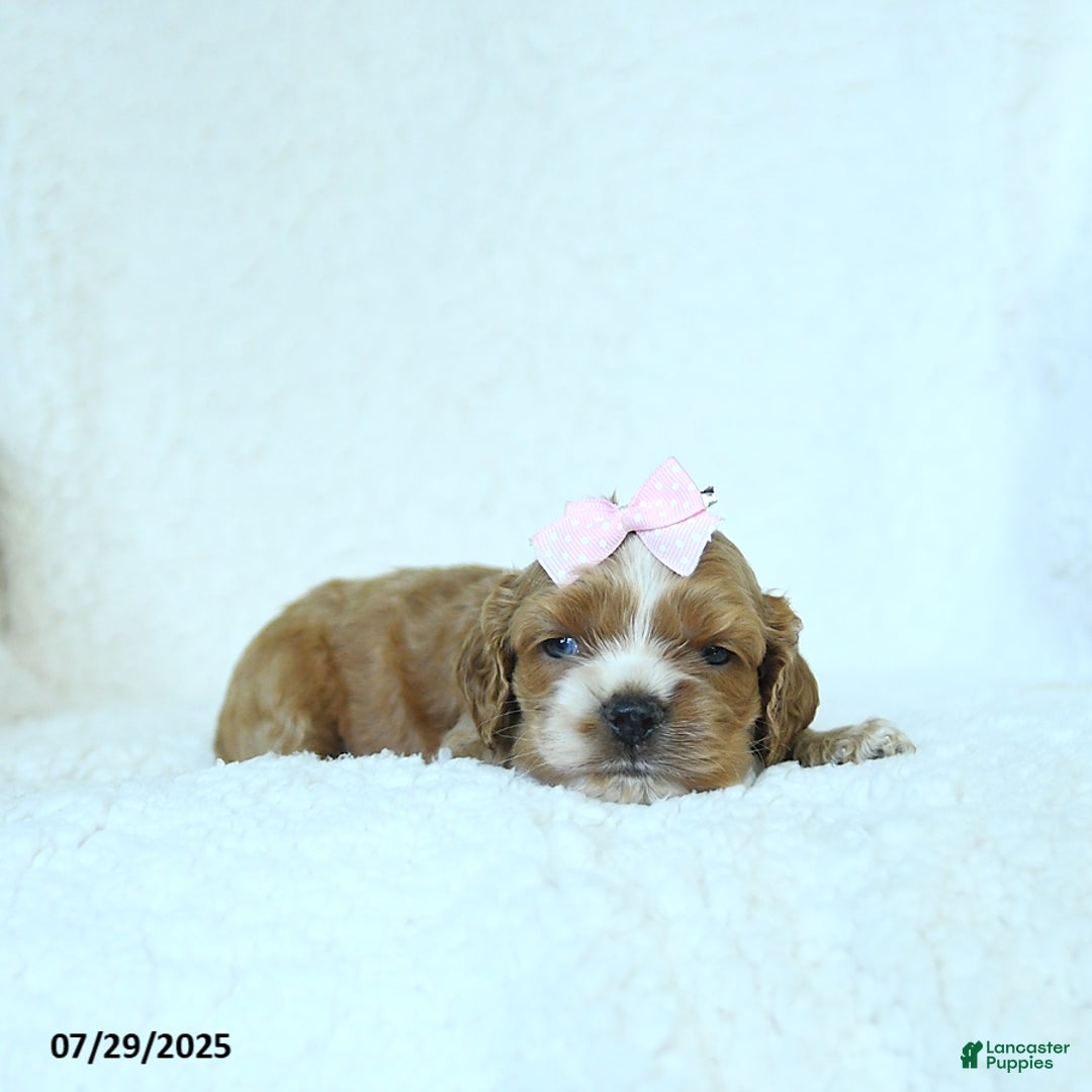 Cocker Spaniel dogs for sale: Sophie - Image 4