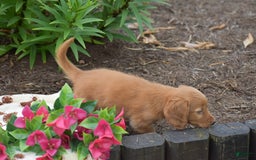 Miniature Dachshund dogs for sale: Teddy - Image 2