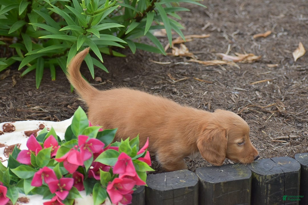 Miniature Dachshund dogs for sale: Teddy - Image 2