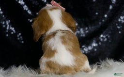 Cavalier King Charles Spaniel dogs for sale: Moana - Image 2