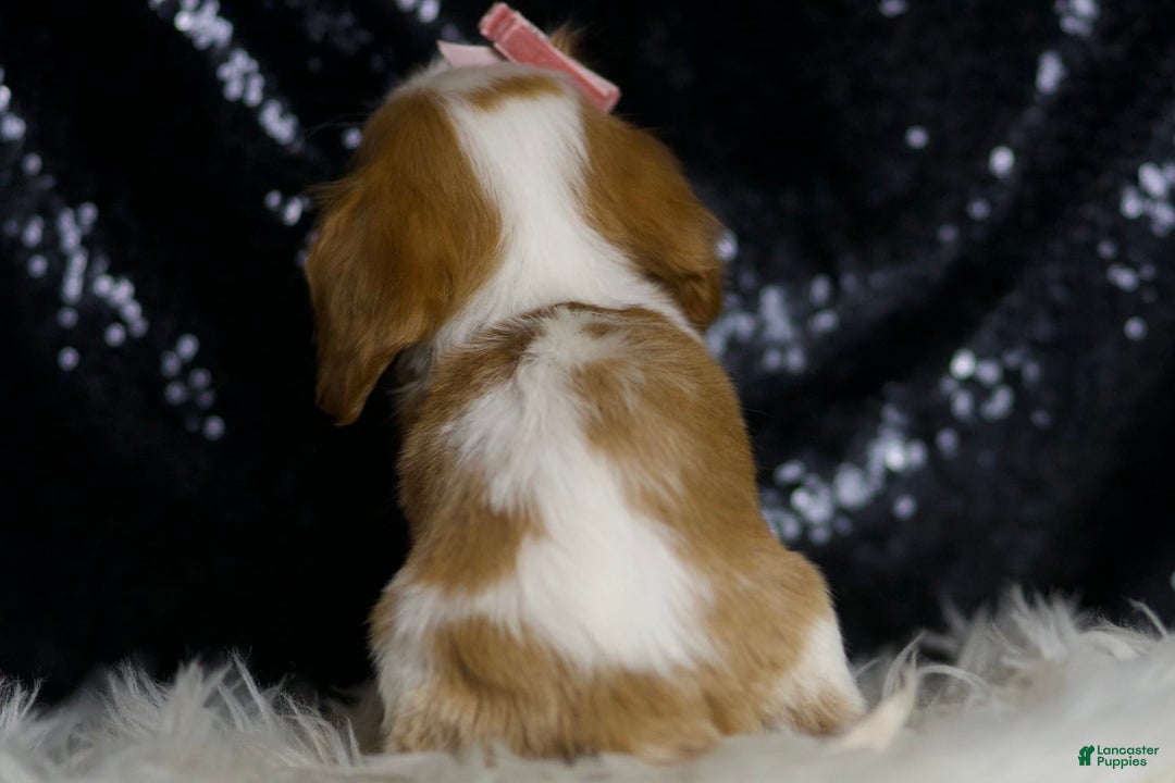 Cavalier King Charles Spaniel dogs for sale: Moana - Image 2