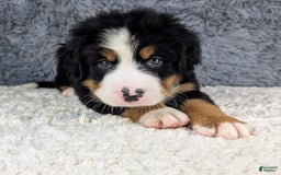 Bernese Mountain Dog dogs for sale: Boomer - Image 3