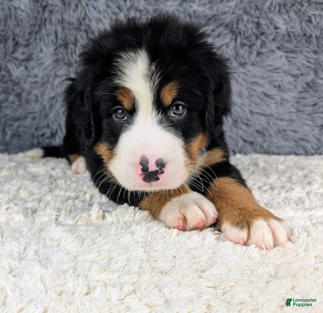 Bernese Mountain Dog dogs for sale: Boomer - Image 3
