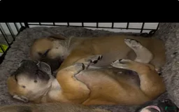 South African Boerboels dogs for sale: Rhino - Image 4