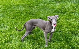 Italian Greyhound dogs for sale: Manny - Image 5