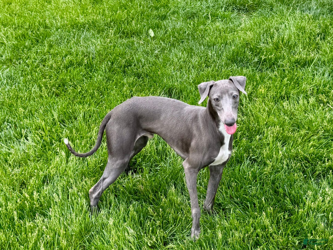 Italian Greyhound dogs for sale: Manny - Image 5