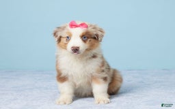 Australian Shepherd dogs for sale: Nova - Image 1