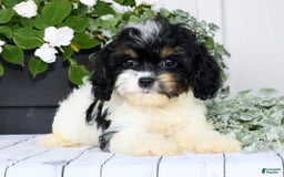 Cavapoo dogs for sale: Brittany - Image 7