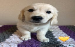 Golden Retriever dogs for sale: Zella - Image 2