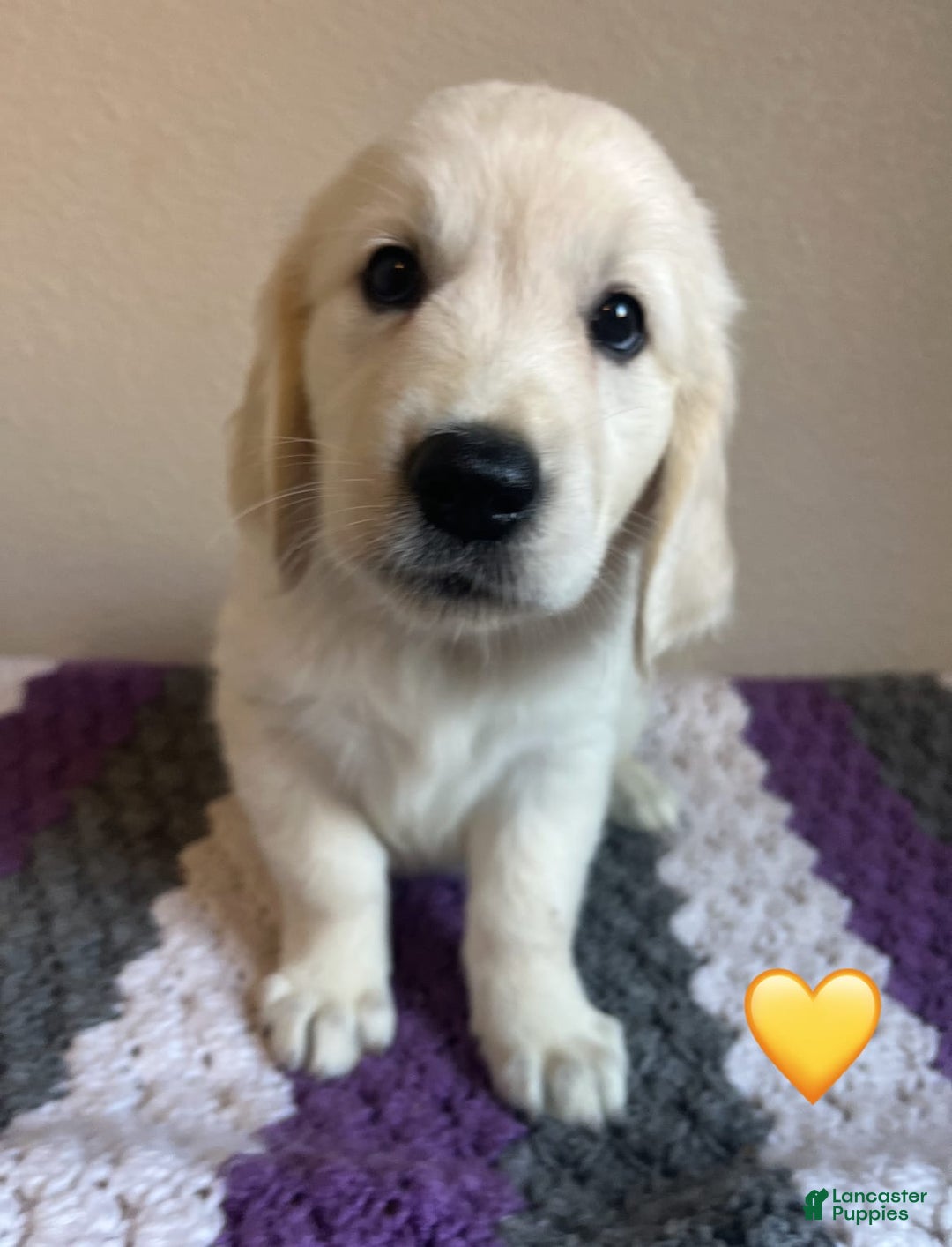 Golden Retriever dogs for sale: Zella - Image 2