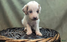 Cavapoo dogs for sale: Forky - Image 12