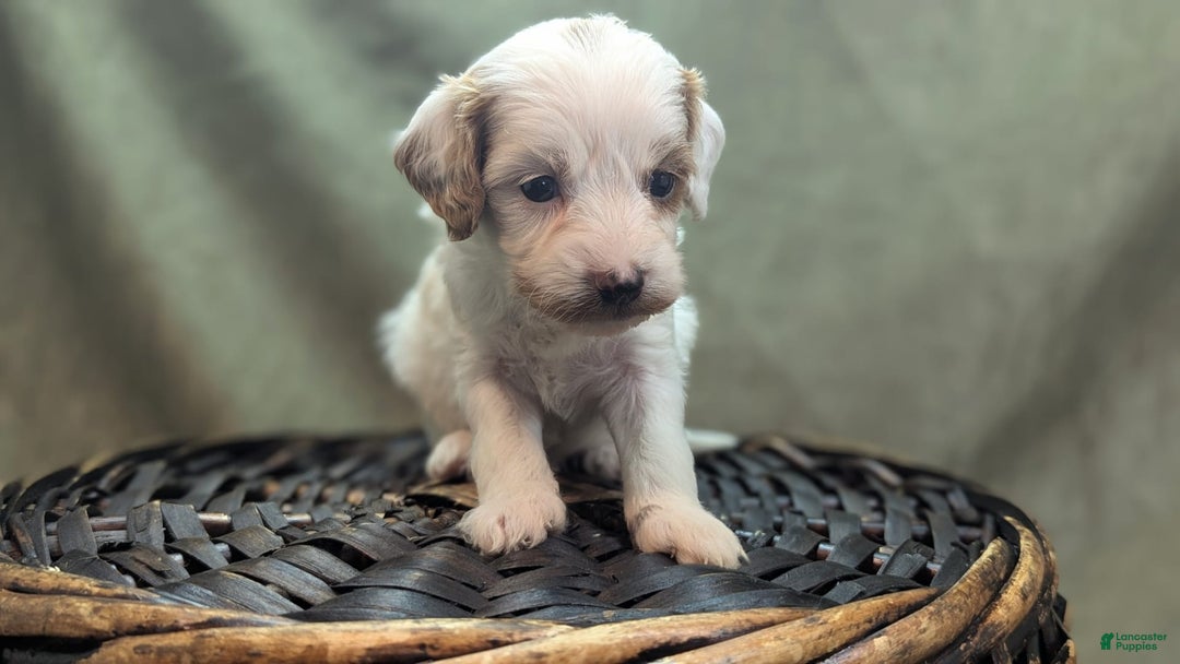 Cavapoo dogs for sale: Forky - Image 12
