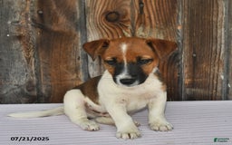 Jack Russell Terrier dogs for sale: Sparky - Image 3