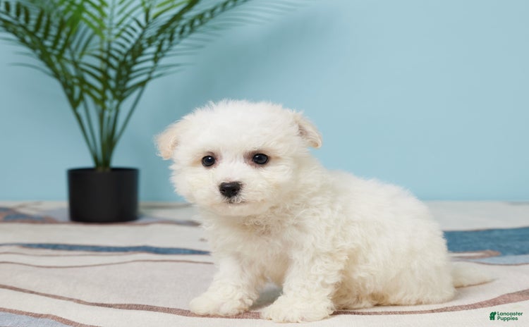 Bichon Frise dogs - Advert 18