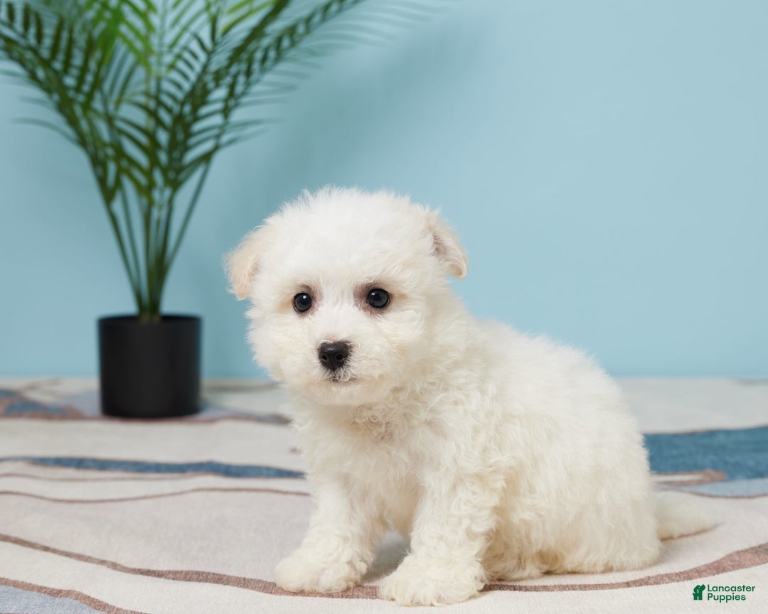 Bichon Frise dogs for sale: Marshall - Image 1