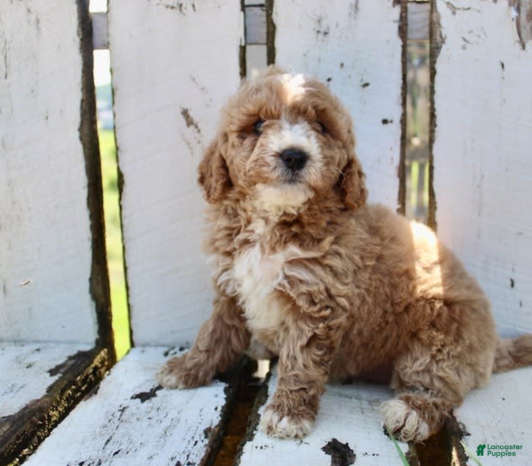 Mini Goldendoodle dogs for sale: Gwen - Image 6