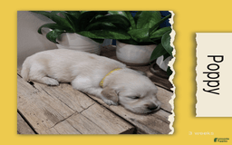 Golden Retriever dogs for sale: Poppy - Image 3