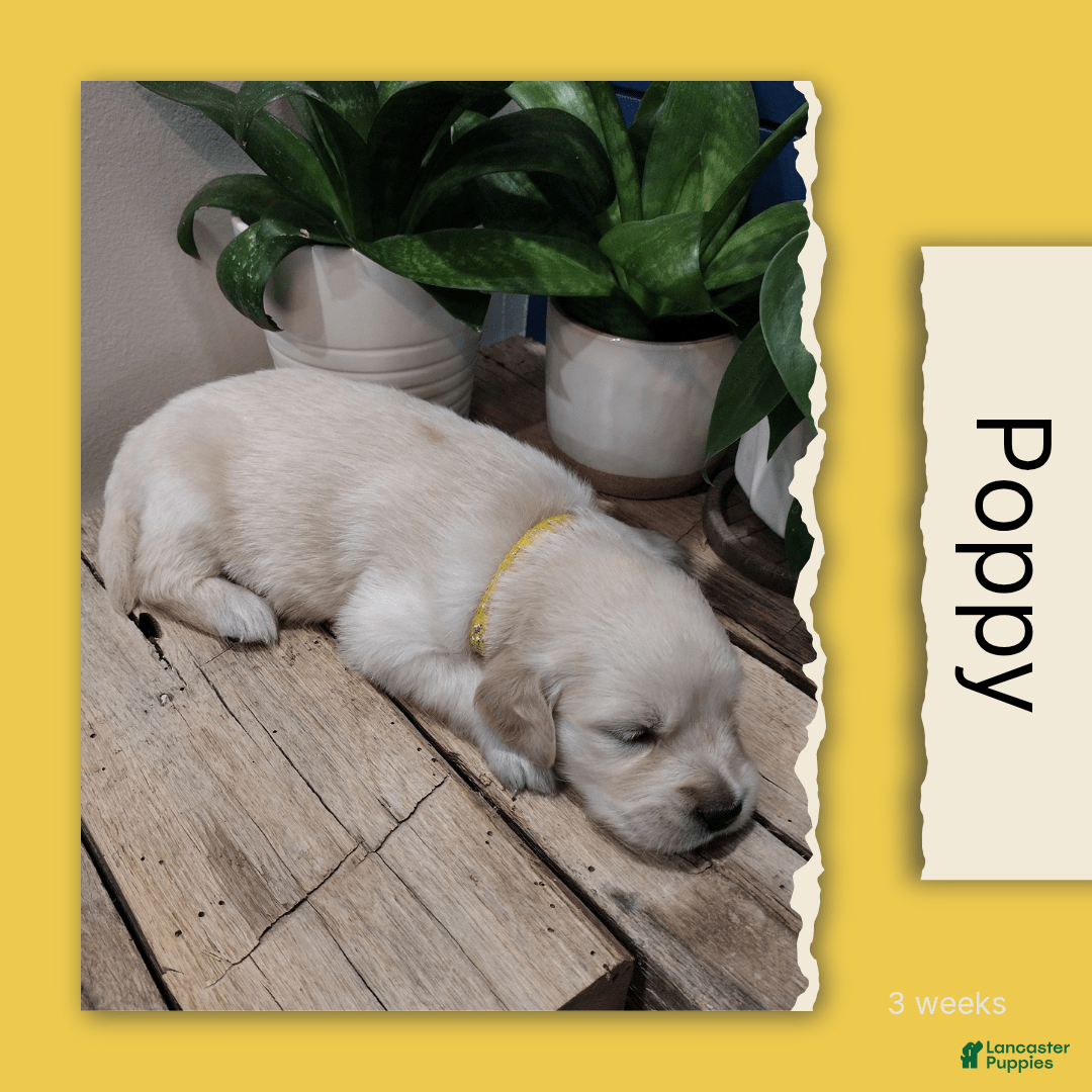Golden Retriever dogs for sale: Poppy - Image 3