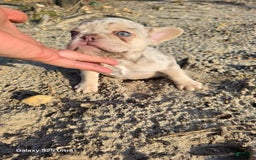 French Bulldog dogs for sale: Sunny - Image 2