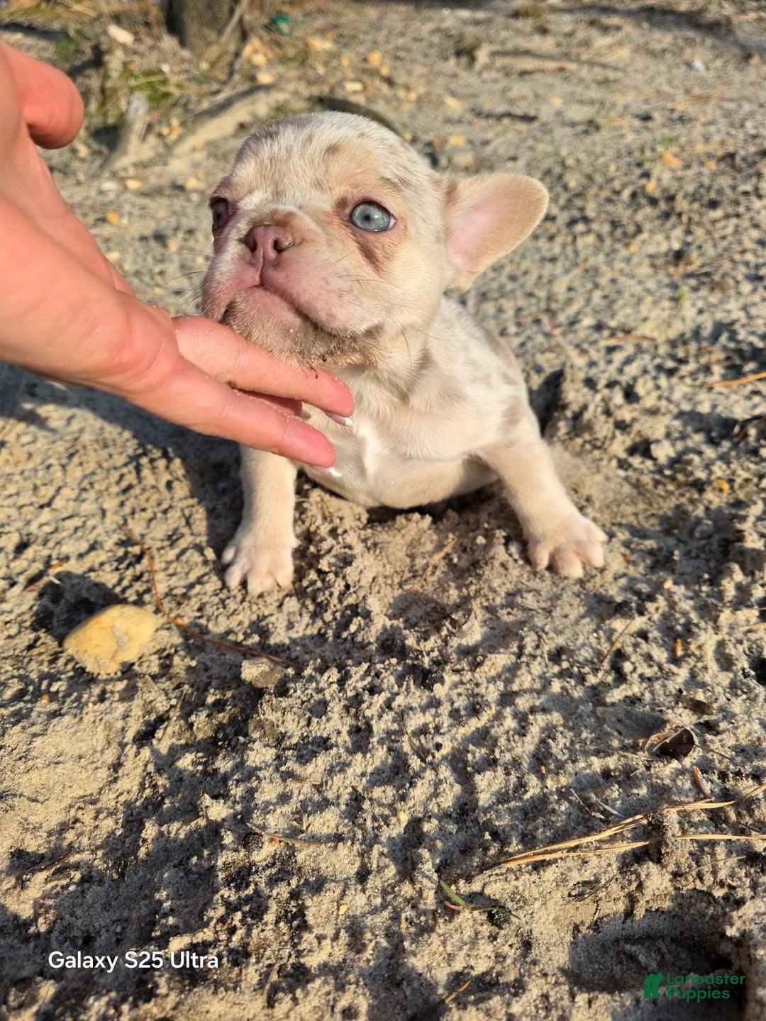 French Bulldog dogs for sale: Sunny - Image 2