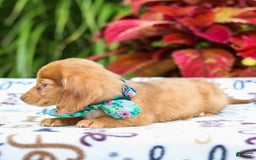 Miniature Dachshund dogs for sale: Zoey - Image 2