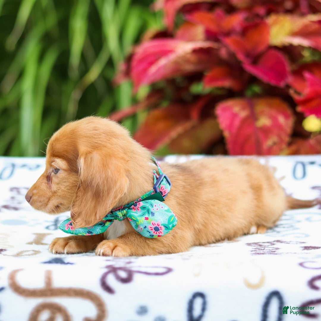Miniature Dachshund dogs for sale: Zoey - Image 2