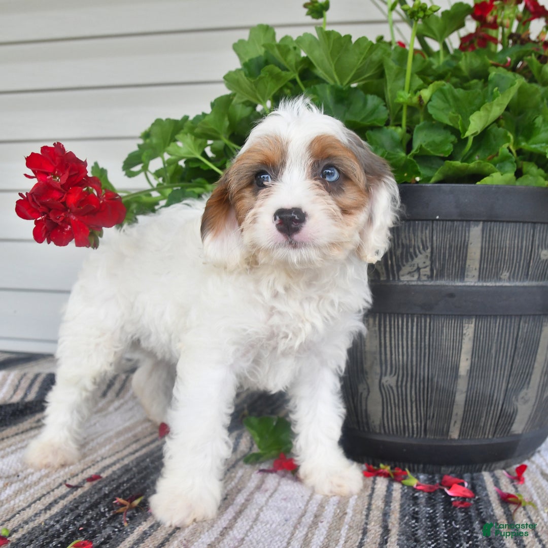 Cavapoo dogs for sale: Maggie - Image 2