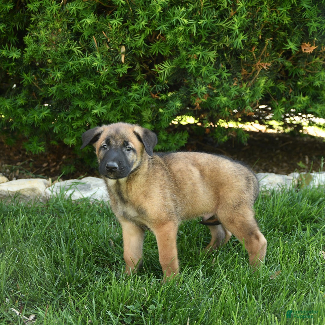 Belgian Malinois dogs for sale: Leo - Image 2