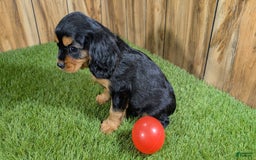 Cavalier King Charles Spaniel dogs for sale: Brin Girl 3 - Image 16