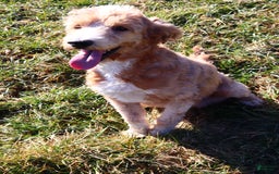 Goldendoodle dogs for sale: Dorus - Image 1