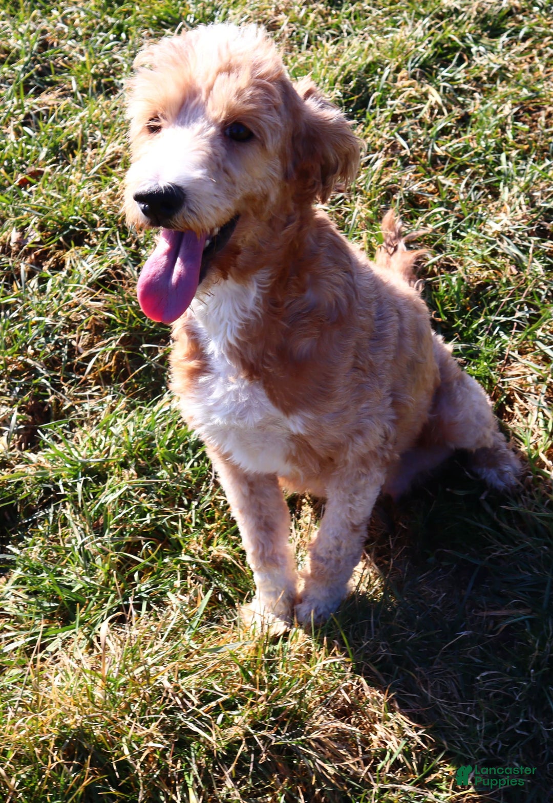 Goldendoodle dogs for sale: Dorus - Image 1