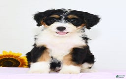 Mini Bernedoodle dogs for sale: Skye - Image 3