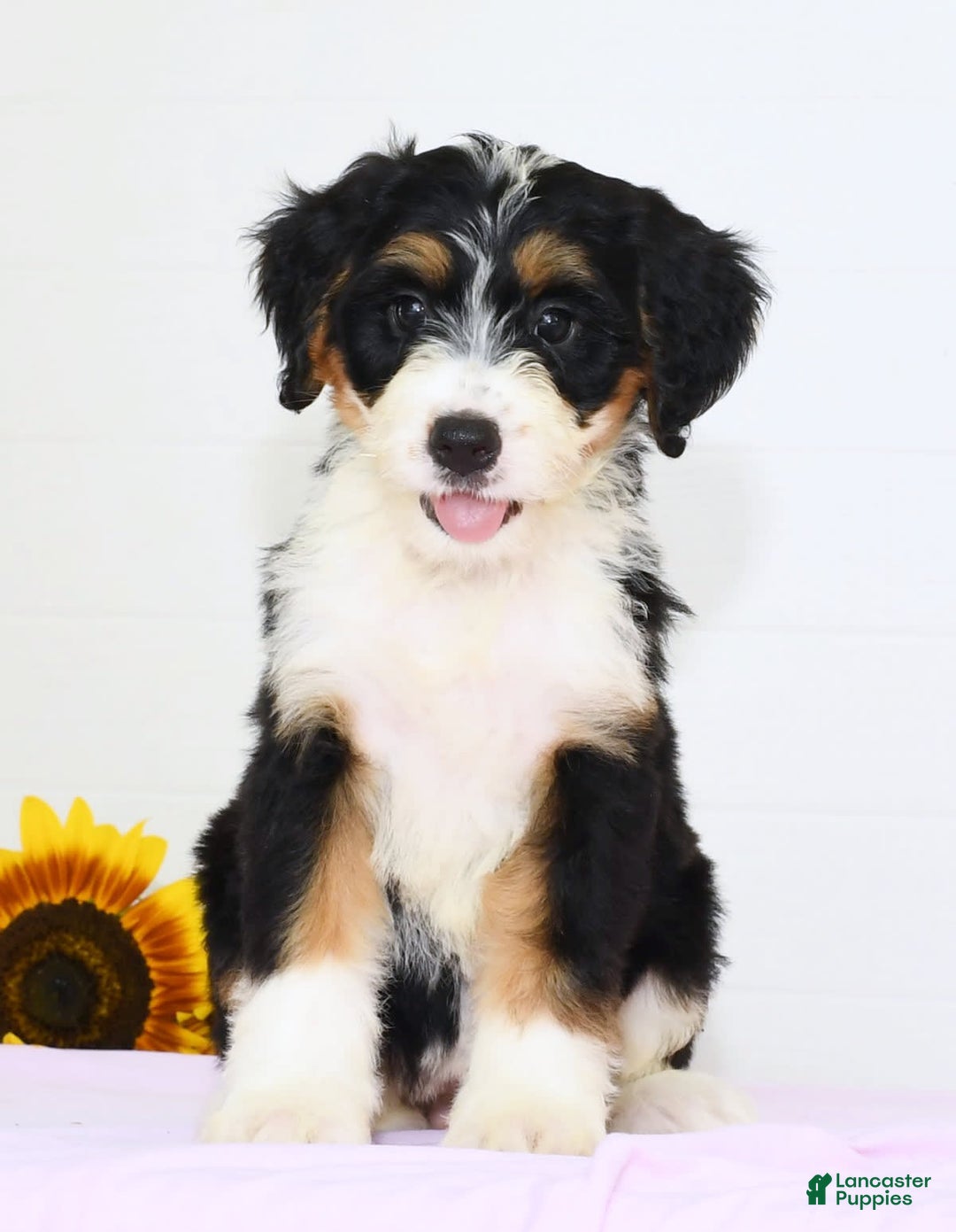 Mini Bernedoodle dogs for sale: Skye - Image 3