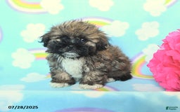 Teddy Bear dogs for sale: Butterfingers - Image 3