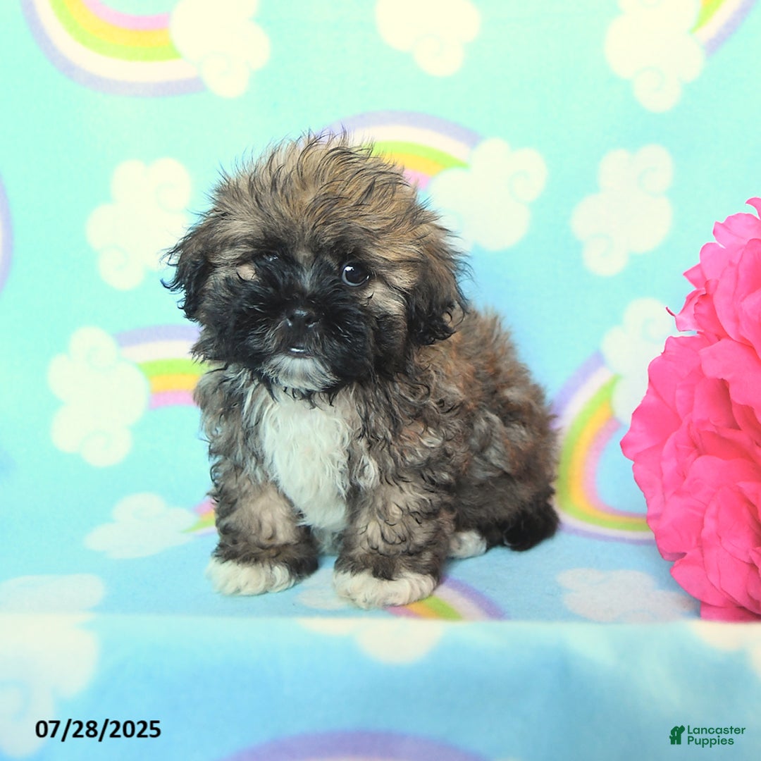 Teddy Bear dogs for sale: Butterfingers - Image 3