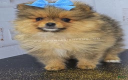 Pomeranian dogs for sale: Wish Bear - Image 1