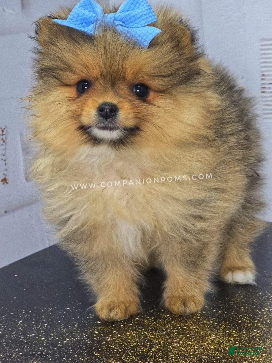 Pomeranian dogs for sale: Wish Bear - Image 1