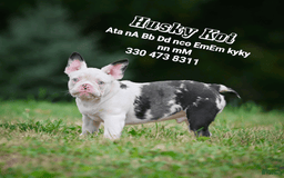 French Bulldog dogs for stud: Husky Koi - Image 1