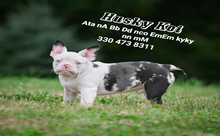 French Bulldog dogs for stud - Ad 1