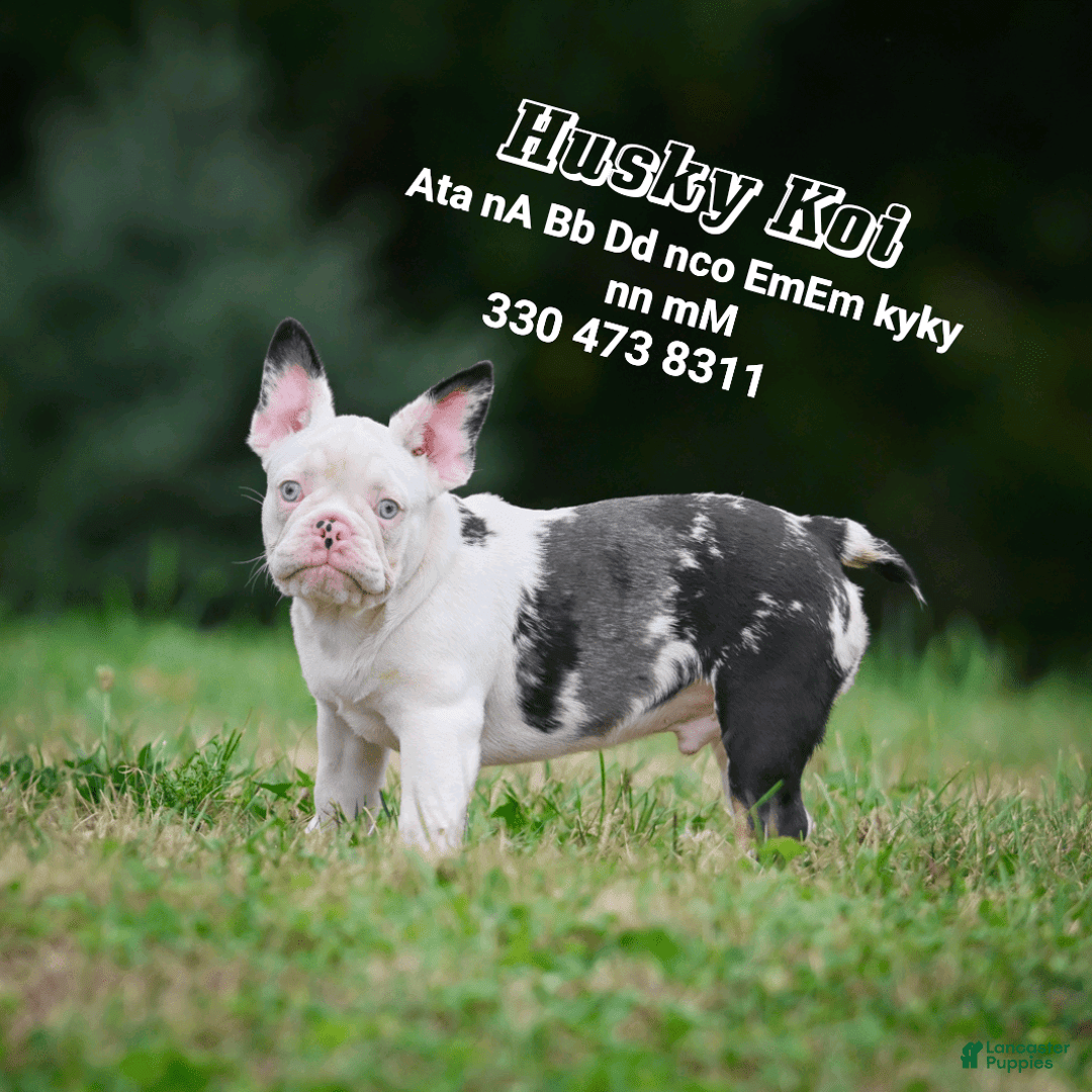 French Bulldog dogs for stud: Husky Koi - Image 1