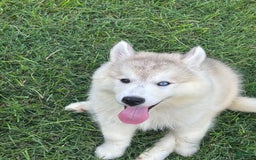 Siberian Husky dogs for sale: Maverick - Image 5