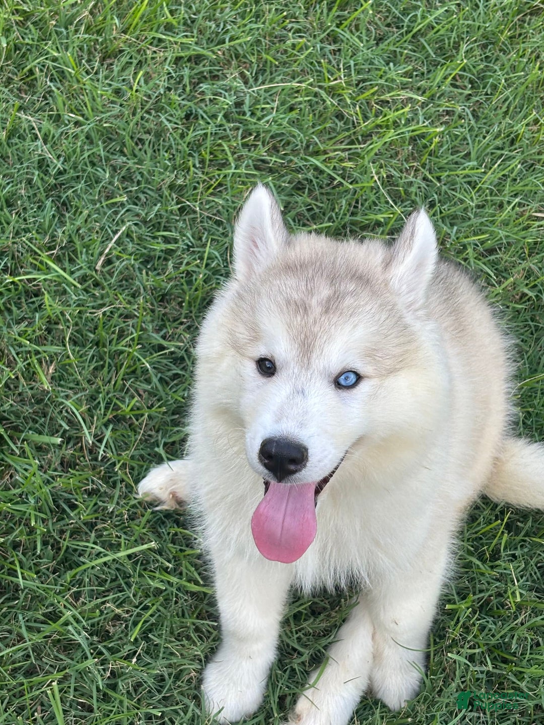 Siberian Husky dogs for sale: Maverick - Image 5