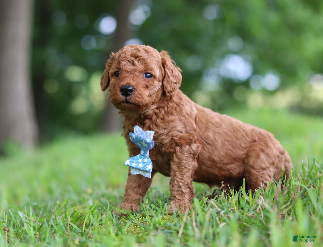 Goldendoodle dogs for sale: Hawk - Image 5