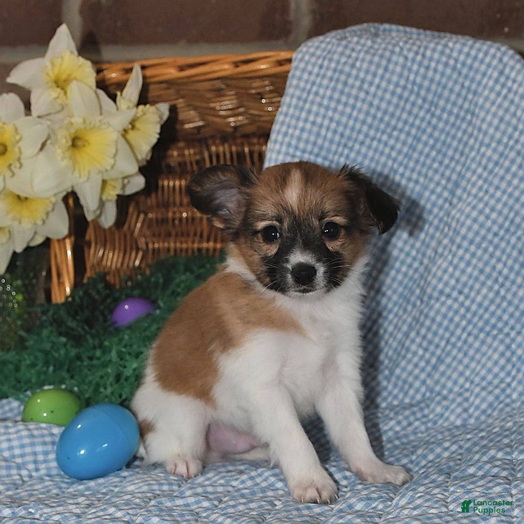 Papillon dogs for sale: Pluto - Image 23